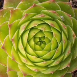 Sempervivum - Dachwurz - Hauswurz